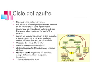 Ciclo del azufre
   El azufre forma parte de proteínas.
   Las plantas lo obtienen principalmente en su forma
    de ion sulfato (SO4 -2). Estos organismos lo
    incorporan a las moléculas de proteína, y de esta
    forma pasa a los organismos del nivel trófico
    superior.
   Al morir los organismos entra en el ciclo del azufre
    y llega a transformarse para que las plantas
    puedan utilizarlos de nuevo como ion sulfato.
   Oxidación del sulfuro: Thiobacillus
   Reducción del sulfato: Desulfovibrio
   Reducción del azufre: Desulforomonas y muchas
    Archaea
   Quimiolitótrofo Organismo que obtiene su
    energía de la oxidación de compuestos
    inorgánicos.
   Tarea: buscar dimetilsulfuro
 