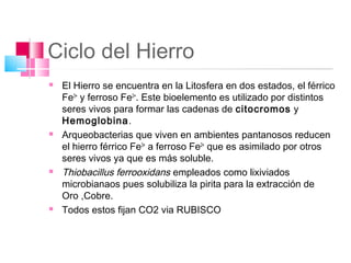 Ciclo del Hierro
   El Hierro se encuentra en la Litosfera en dos estados, el férrico
    Fe3+ y ferroso Fe2+. Este bioelemento es utilizado por distintos
    seres vivos para formar las cadenas de citocromos y
    Hemoglobina.
   Arqueobacterias que viven en ambientes pantanosos reducen
    el hierro férrico Fe3+ a ferroso Fe2+ que es asimilado por otros
    seres vivos ya que es más soluble.
   Thiobacillus ferrooxidans empleados como lixiviados
    microbianaos pues solubiliza la pirita para la extracción de
    Oro ,Cobre.
   Todos estos fijan CO2 via RUBISCO
 