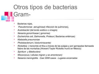 Otros tipos de bacterias
Gram-
   Bacterias rojas,
    Pseudomonas aeruginosa( infeccion de pulmones),
   Acetobacter (del ácido acético o vinagre)
   Neiseria gonorrhoeae ( gonorrea)
   Escherichia coli, Salmonella, Proteus ( Bacterias entéricas)
   Klebsiella pneumoniae
   Photobacterium ( bioluminiscente)
   Rickettsia ( transmite el tifus a traves de las pulgas y por garrapatas llamaada
    fiebre de las montañas (Howard Taylor Ricketts murió en México)
   Spirillum y Bdellovibrio
   Mixoccocus ( células migran y se amontonan)
   Neiseria meningiditis. Casi 3000 casos . Lugares encerrados
 