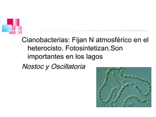 Cianobacterias: Fijan N atmosférico en el
  heterocisto. Fotosintetizan.Son
  importantes en los lagos
Nostoc y Oscillatoria
 