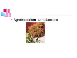    Agrobacterium tumefasciens
 