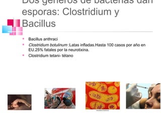 Dos generos de bacterias dan
esporas: Clostridium y
Bacillus
   Bacillus anthraci
   Clostridium botulinum :Latas infladas.Hasta 100 casos por año en
    EU.25% fatales por la neurotixina.
   Clostridium tetani- tétano
 