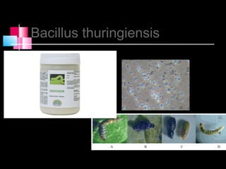 Bacillus thuringiensis
 