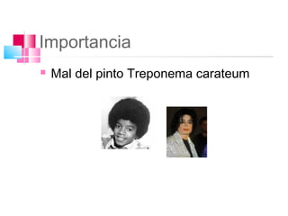 Importancia
   Mal del pinto Treponema carateum
 