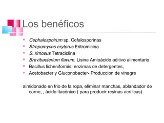Los benéficos
   Cephalospoirum sp. Cefalosporinas
   Strepomyces eryterus Eritromicina
   S. rimosus Tetraciclina
   Brevibacterium flavum. Lisina Amioácido aditivo alimentario
   Bacillus licheniformis: enzimas de detergentes,
   Acetobacter y Gluconobacter- Produccion de vinagre

almidonado en frio de la ropa, eliminar manchas, ablandador de
   carne, , ácido itacónico ( para producir resinas acrílicas)
 