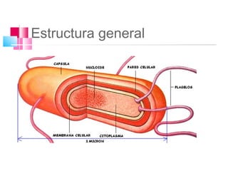 Estructura general
 