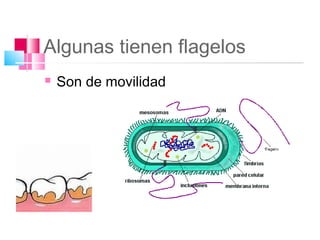 Algunas tienen flagelos
   Son de movilidad
 