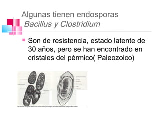 Algunas tienen endosporas
Bacillus y Clostridium
   Son de resistencia, estado latente de
    30 años, pero se han encontrado en
    cristales del pérmico( Paleozoico)
 