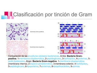 Clasificación por tinción de Gram




Comparación de las envolturas celulares bacterianas. Arriba: Bacteria Gram-
positiva. 1-membrana citoplasmática, 2-peptidoglicano, 3-fosfolípidos, 4-proteínas, 5-
ácido lipoteicoico. Abajo: Bacteria Gram-negativa. 1-membrana citoplasmática
(membrana interna), 2-espacio periplasmático, 3-membrana exterior, 4-fosfolípidos,
5-peptidoglicano, 6-lipoproteína, 7-proteínas, 8-lipopolisacáridos, 9-porinas
 