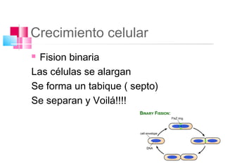 Crecimiento celular
 Fision binaria
Las células se alargan
Se forma un tabique ( septo)
Se separan y Voilá!!!!
 