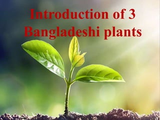 Introduction of 3
Bangladeshi plants
 