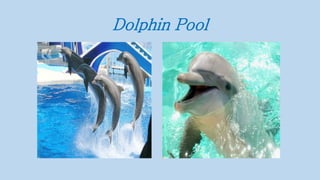 Dolphin Pool
 