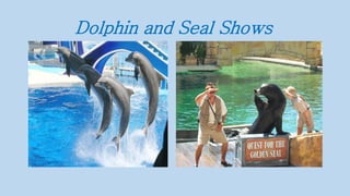 Dolphin and Seal Shows
 