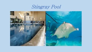 Stingray Pool
 