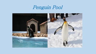Penguin Pool
 