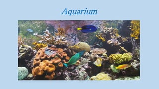 Aquarium
 