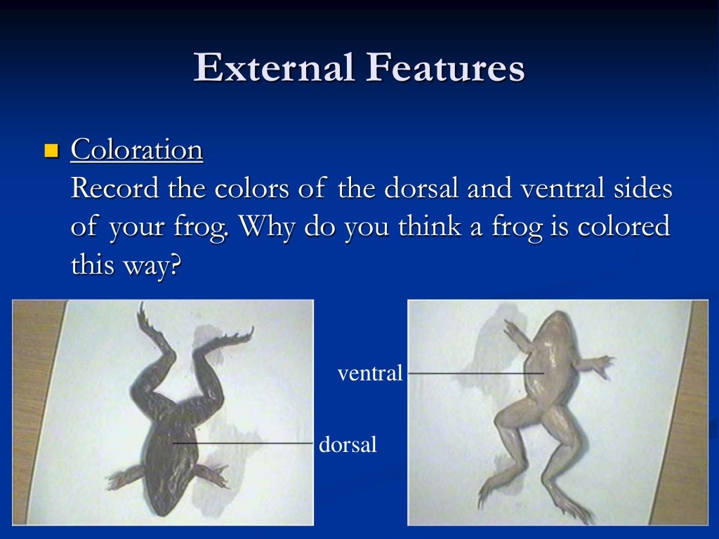 frog dissection procedure frog dissection procedure