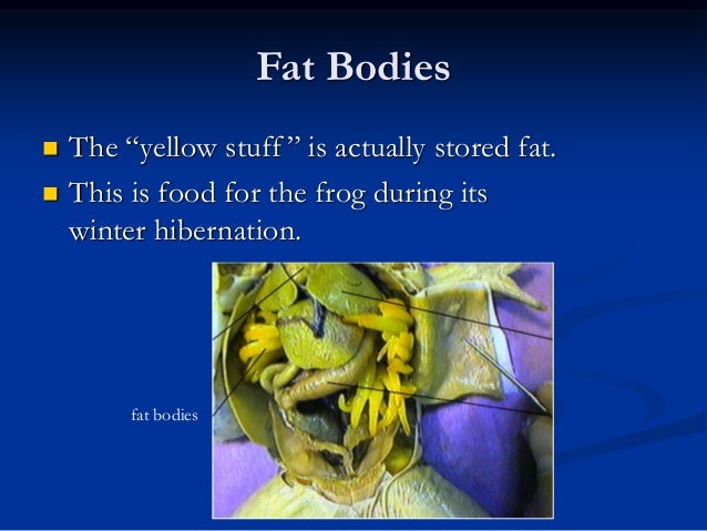 Frog Dissection