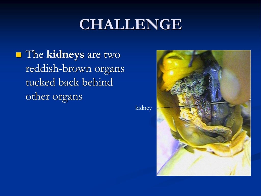 frog dissection powerpoint frog dissection powerpoint