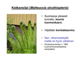 Kotkansiipi (Matteuccia struthiopteris)
• Suomessa yleisesti
tunnettu, kaunis
luonnonkasvi.
• Viljellään koristekasvina
• Sen vihanneskäyttö
meille on hyvin vähäinen
• (Puolustusvoimien v. 1985
Luonnonmuonaohjeessa
sananjalka)
 