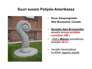 Suuri suosio Pohjois-Amerikassa
• Kuva: Kaupungintalo.
New Brunswick, Canada
• Kanadan New Brunswickin
alueella versoja kerätään
vuosittain 200 t
• USA:n Mainen osavaltiossa
kerätään 50 t/v
• Venäjän Kaukoidässä
kerätään Japanin vientiin
 