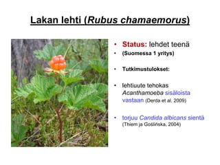 Lakan lehti (Rubus chamaemorus)
• Status: lehdet teenä
• (Suomessa 1 yritys)
• Tutkimustulokset:
• lehtiuute tehokas
Acanthamoeba sisäloista
vastaan (Derda et al. 2009)
• torjuu Candida albicans sientä
(Thiem ja Goślińska, 2004)
 