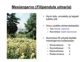 Mesiangervo (Filipendula ulmaria)
• Hyvin tuttu, arvostettu ja laajasti
tutkittu yrtti
• Status (sallittu elintarvikekäyttö):
– Tee: lehdet, kukinnot
– Ravintolisä: kaikki kasvinosat
• Suomessa 29 yritystä käyttää
mesiangervoa tuotteissaan:
– Elintarvikkeina: 15
– Kosmetiikassa: 13
– Eläintuotteissa: 4
– Raaka-aineena: 4
 