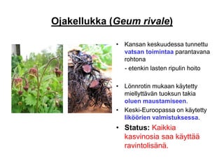 Ojakellukka (Geum rivale)
• Kansan keskuudessa tunnettu
vatsan toimintaa parantavana
rohtona
- etenkin lasten ripulin hoito
• Lönnrotin mukaan käytetty
miellyttävän tuoksun takia
oluen maustamiseen.
• Keski-Euroopassa on käytetty
liköörien valmistuksessa.
• Status: Kaikkia
kasvinosia saa käyttää
ravintolisänä.
 