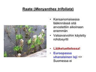 Raate (Menyanthes trifoliata)
• Kansanomaisessa
lääkinnässä sitä
arvostettiin aikoinaan
enemmän
• Vatsavaivoihin käytetty
rohdosyrtti
• Lääkeluettelossa!
• Euroopassa
uhanalainen laji <>
Suomessa ei
 