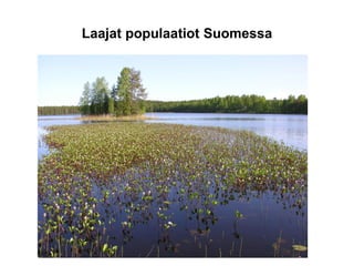 Laajat populaatiot Suomessa
 