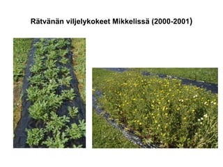 Rätvänän viljelykokeet Mikkelissä (2000-2001)
 