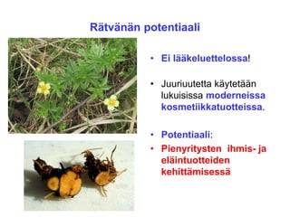 Rätvänän potentiaali
• Ei lääkeluettelossa!
• Juuriuutetta käytetään
lukuisissa moderneissa
kosmetiikkatuotteissa.
• Potentiaali:
• Pienyritysten ihmis- ja
eläintuotteiden
kehittämisessä
 