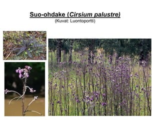 Suo-ohdake (Cirsium palustre)
(Kuvat: Luontoportti)
 