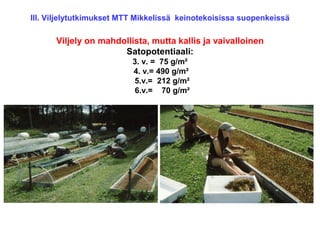 III. Viljelytutkimukset MTT Mikkelissä keinotekoisissa suopenkeissä
Viljely on mahdollista, mutta kallis ja vaivalloinen
Satopotentiaali:
3. v. = 75 g/m²
4. v.= 490 g/m²
5.v.= 212 g/m²
6.v.= 70 g/m²
 