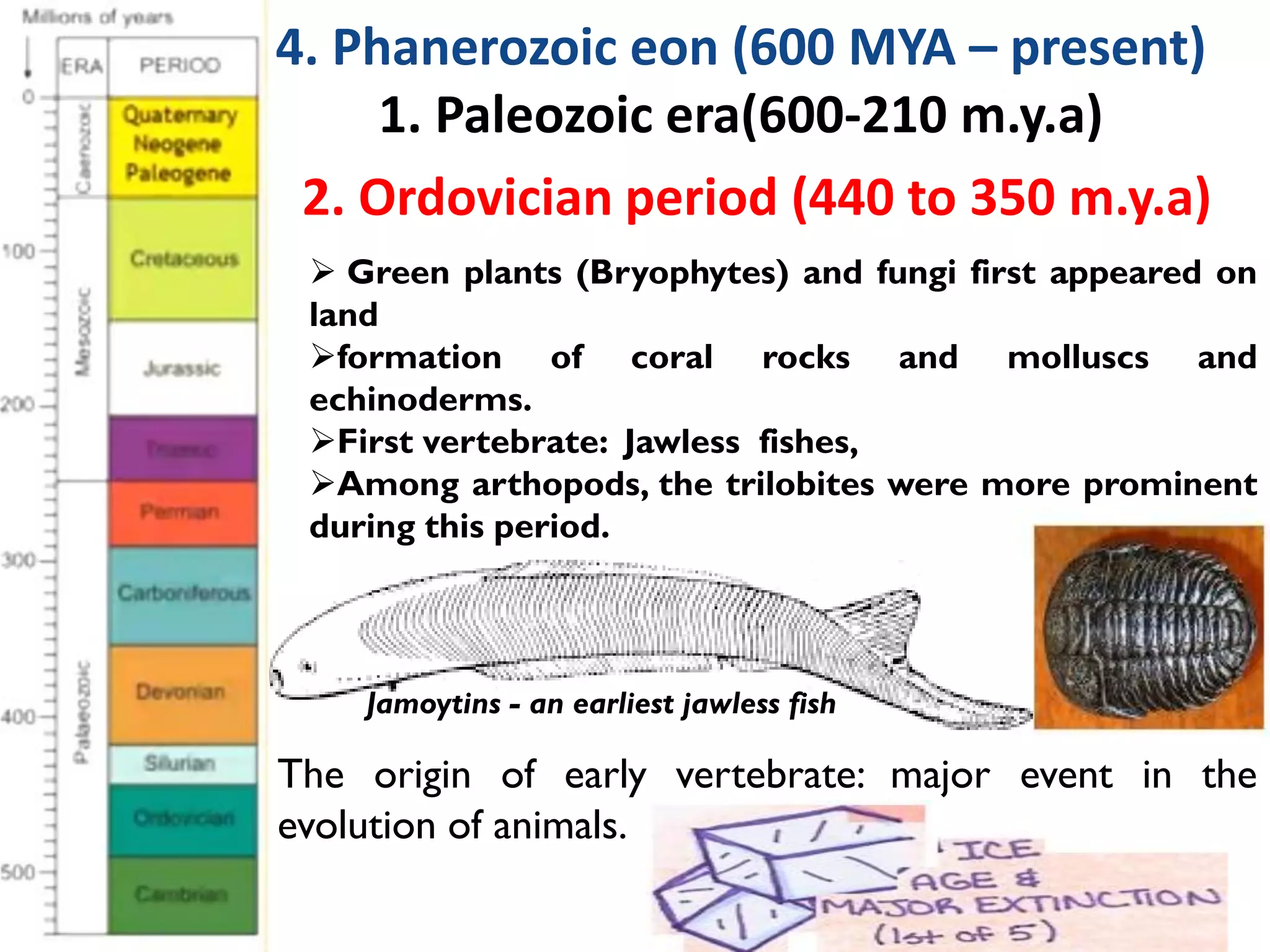 2. Ordovician period (440 to 350 m.y.a)
Jamoytins - an earliest jawless fish
 Green plants (Bryophytes) and fungi first appeared on
land
formation of coral rocks and molluscs and
echinoderms.
First vertebrate: Jawless fishes,
Among arthopods, the trilobites were more prominent
during this period.
The origin of early vertebrate: major event in the
evolution of animals.
4. Phanerozoic eon (600 MYA – present)
1. Paleozoic era(600-210 m.y.a)
 
