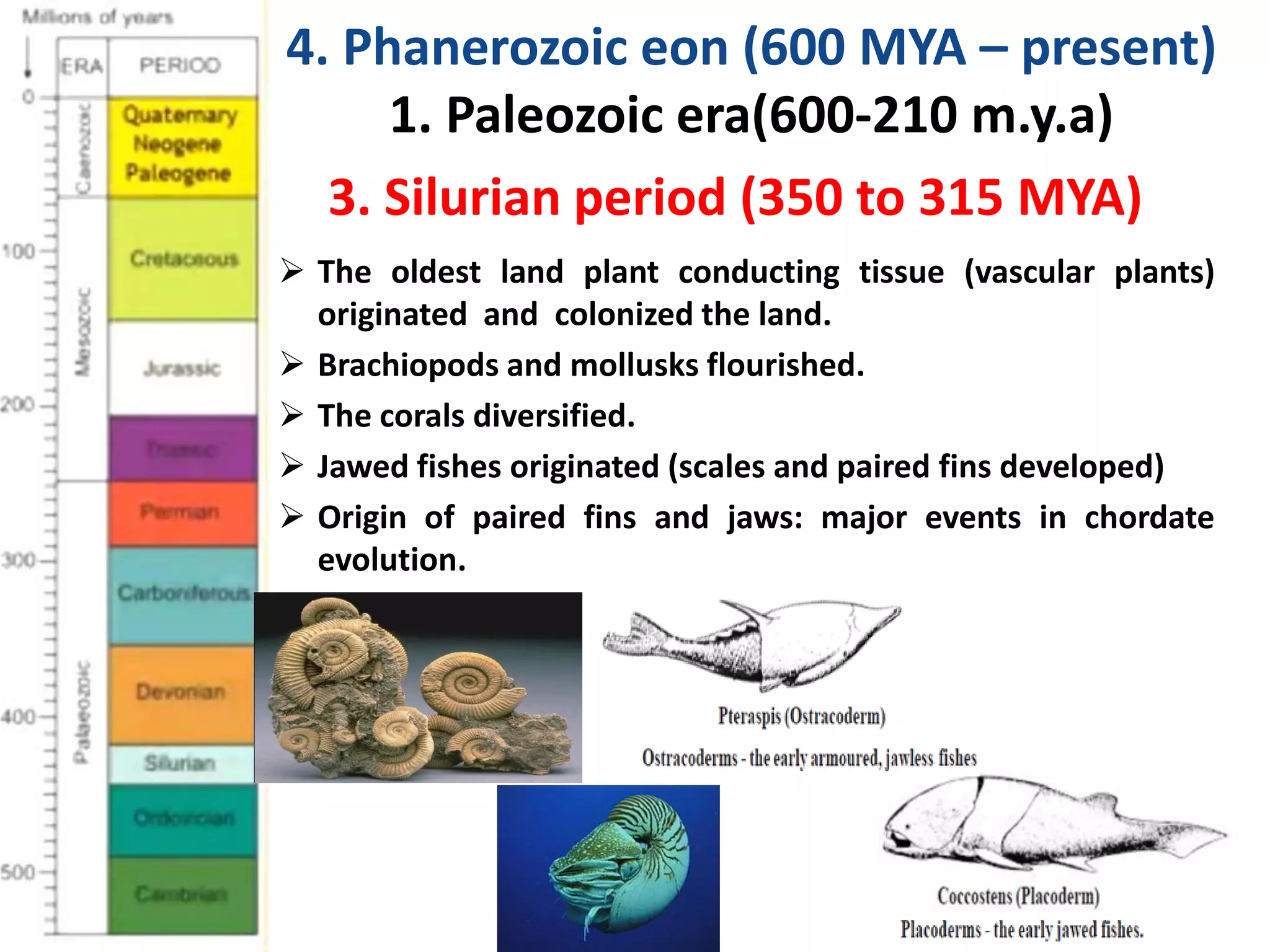  The oldest land plant conducting tissue (vascular plants)
originated and colonized the land.
 Brachiopods and mollusks flourished.
 The corals diversified.
 Jawed fishes originated (scales and paired fins developed)
 Origin of paired fins and jaws: major events in chordate
evolution.
4. Phanerozoic eon (600 MYA – present)
1. Paleozoic era(600-210 m.y.a)
3. Silurian period (350 to 315 MYA)
 