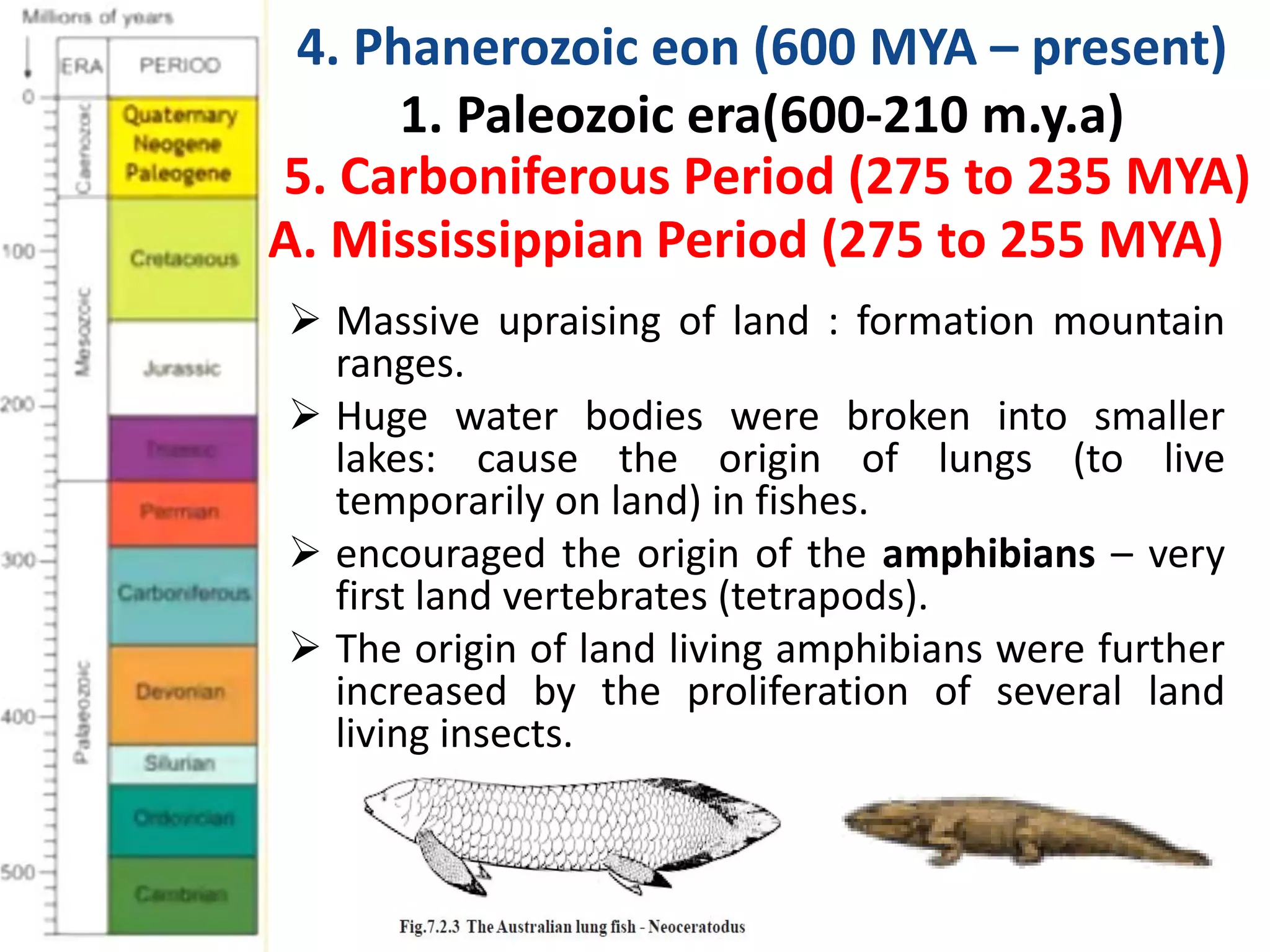  Massive upraising of land : formation mountain
ranges.
 Huge water bodies were broken into smaller
lakes: cause the origin of lungs (to live
temporarily on land) in fishes.
 encouraged the origin of the amphibians – very
first land vertebrates (tetrapods).
 The origin of land living amphibians were further
increased by the proliferation of several land
living insects.
4. Phanerozoic eon (600 MYA – present)
1. Paleozoic era(600-210 m.y.a)
5. Carboniferous Period (275 to 235 MYA)
A. Mississippian Period (275 to 255 MYA)
 