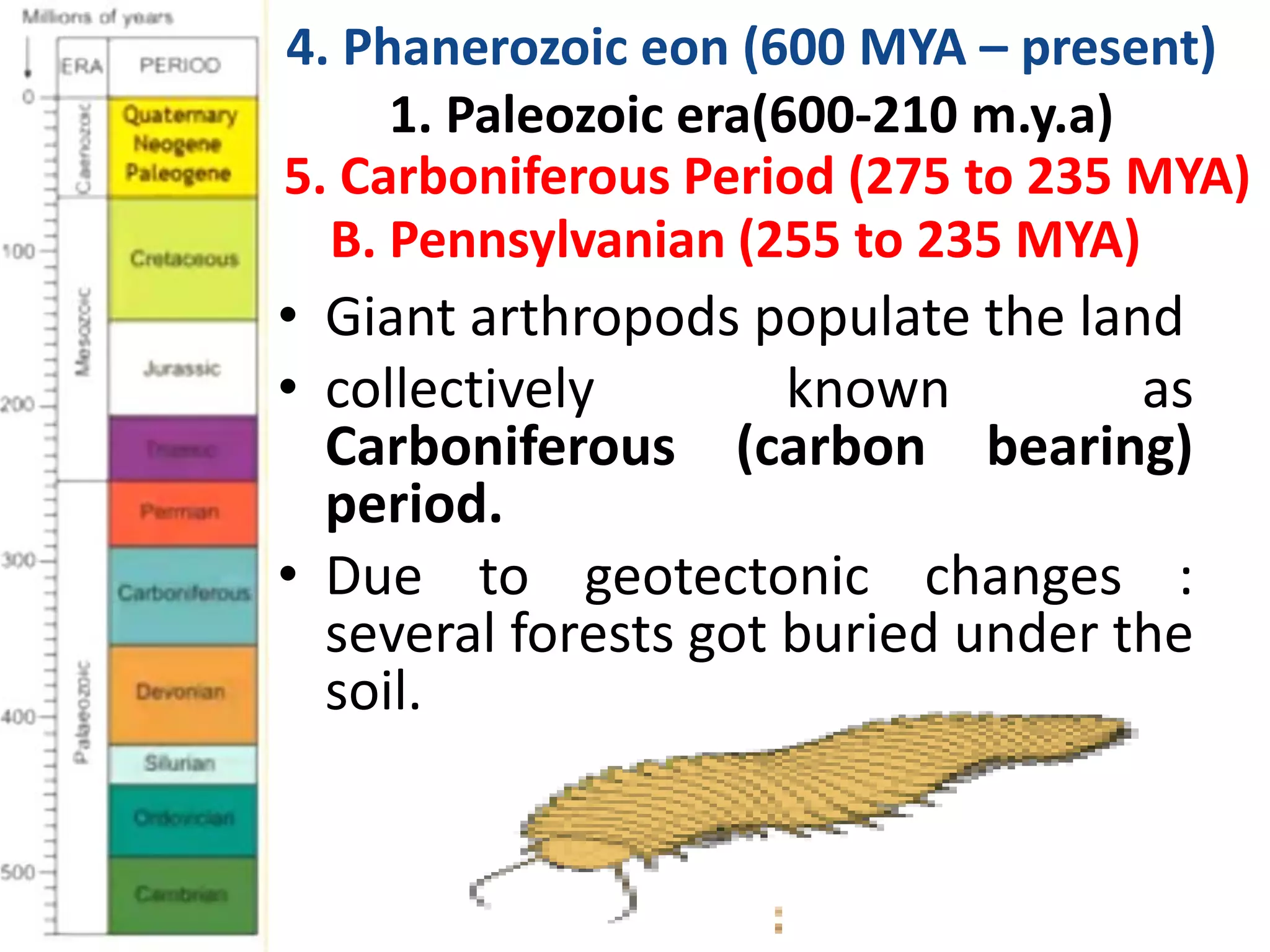 • Giant arthropods populate the land
• collectively known as
Carboniferous (carbon bearing)
period.
• Due to geotectonic changes :
several forests got buried under the
soil.
4. Phanerozoic eon (600 MYA – present)
1. Paleozoic era(600-210 m.y.a)
5. Carboniferous Period (275 to 235 MYA)
B. Pennsylvanian (255 to 235 MYA)
 