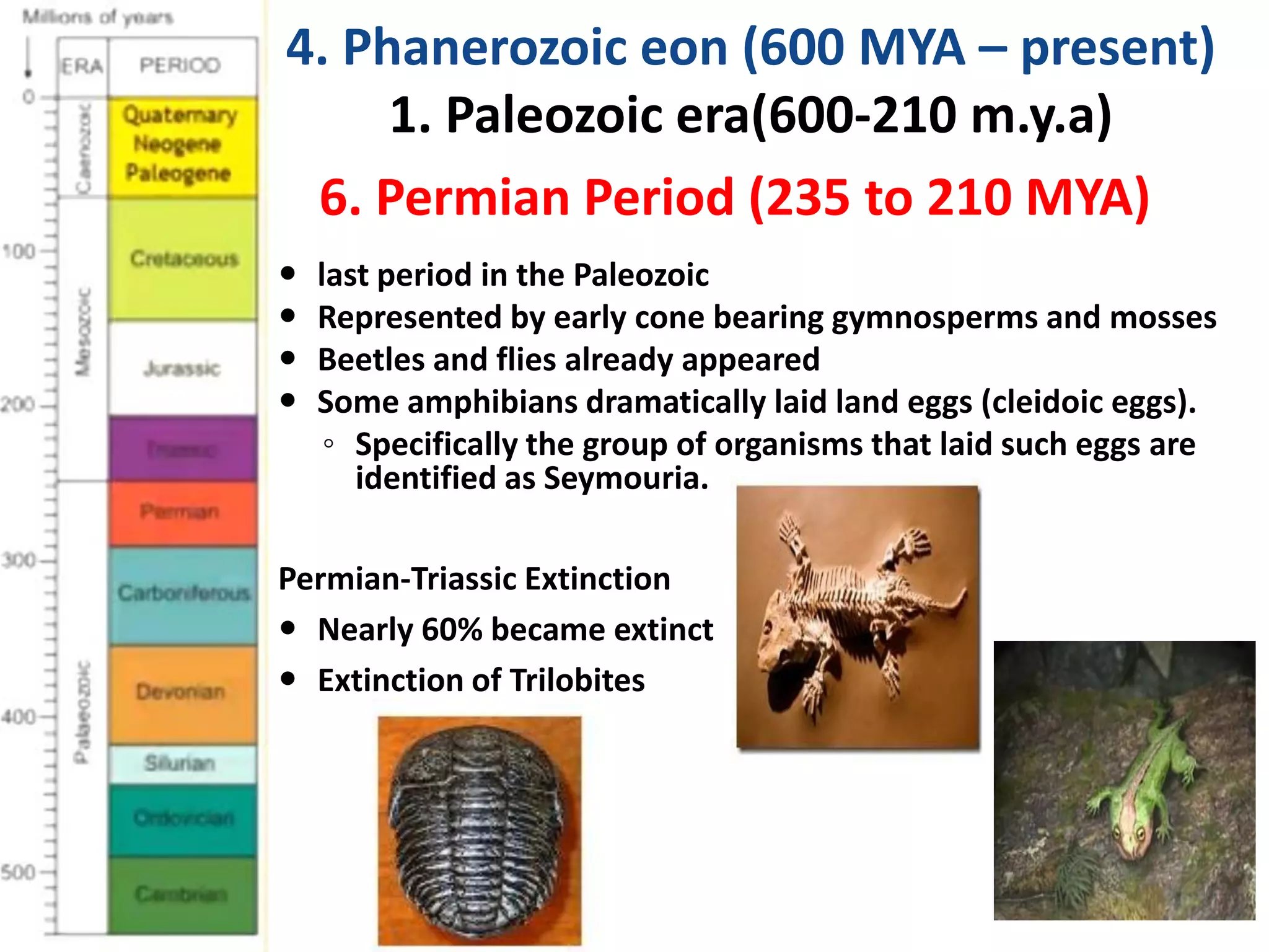  last period in the Paleozoic
 Represented by early cone bearing gymnosperms and mosses
 Beetles and flies already appeared
 Some amphibians dramatically laid land eggs (cleidoic eggs).
◦ Specifically the group of organisms that laid such eggs are
identified as Seymouria.
6. Permian Period (235 to 210 MYA)
4. Phanerozoic eon (600 MYA – present)
1. Paleozoic era(600-210 m.y.a)
Permian-Triassic Extinction
 Nearly 60% became extinct
 Extinction of Trilobites
 