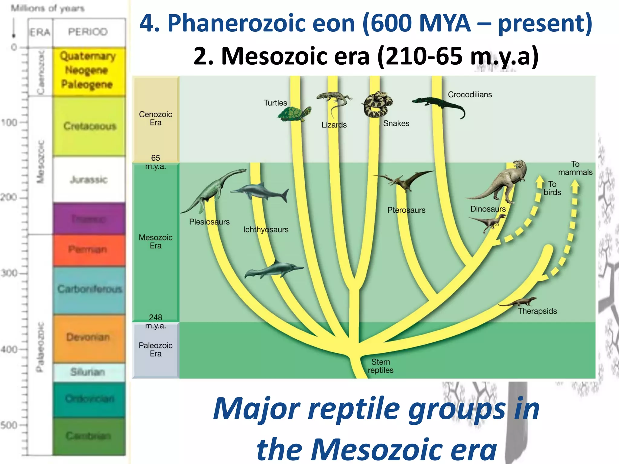 4. Phanerozoic eon (600 MYA – present)
2. Mesozoic era (210-65 m.y.a)
Major reptile groups in
the Mesozoic era
 