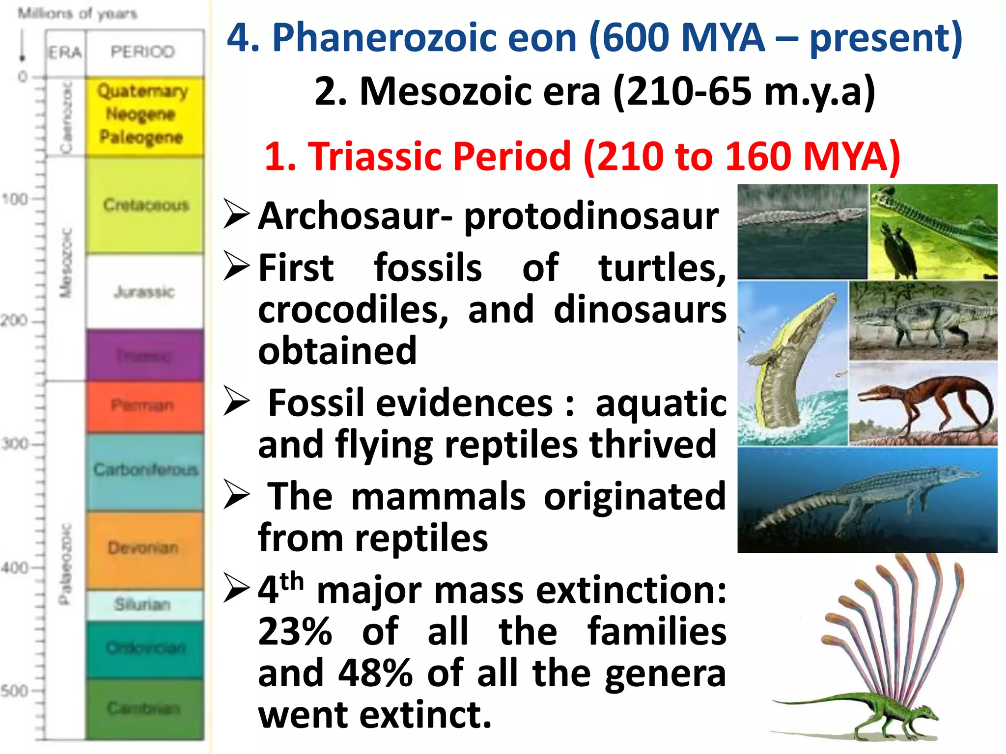 Archosaur- protodinosaur
First fossils of turtles,
crocodiles, and dinosaurs
obtained
 Fossil evidences : aquatic
and flying reptiles thrived
 The mammals originated
from reptiles
4th major mass extinction:
23% of all the families
and 48% of all the genera
went extinct.
1. Triassic Period (210 to 160 MYA)
4. Phanerozoic eon (600 MYA – present)
2. Mesozoic era (210-65 m.y.a)
 