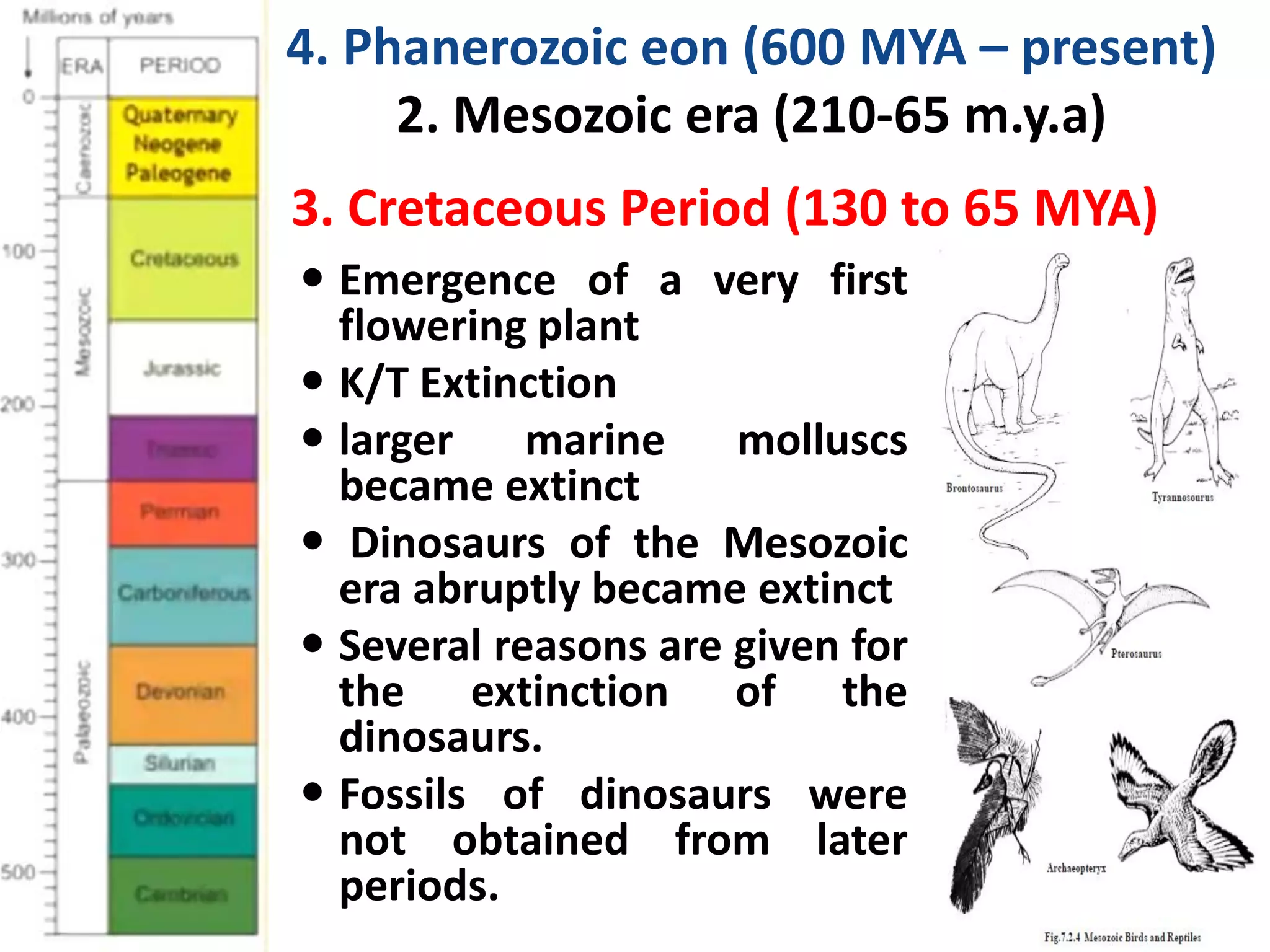  Emergence of a very first
flowering plant
 K/T Extinction
 larger marine molluscs
became extinct
 Dinosaurs of the Mesozoic
era abruptly became extinct
 Several reasons are given for
the extinction of the
dinosaurs.
 Fossils of dinosaurs were
not obtained from later
periods.
3. Cretaceous Period (130 to 65 MYA)
4. Phanerozoic eon (600 MYA – present)
2. Mesozoic era (210-65 m.y.a)
 