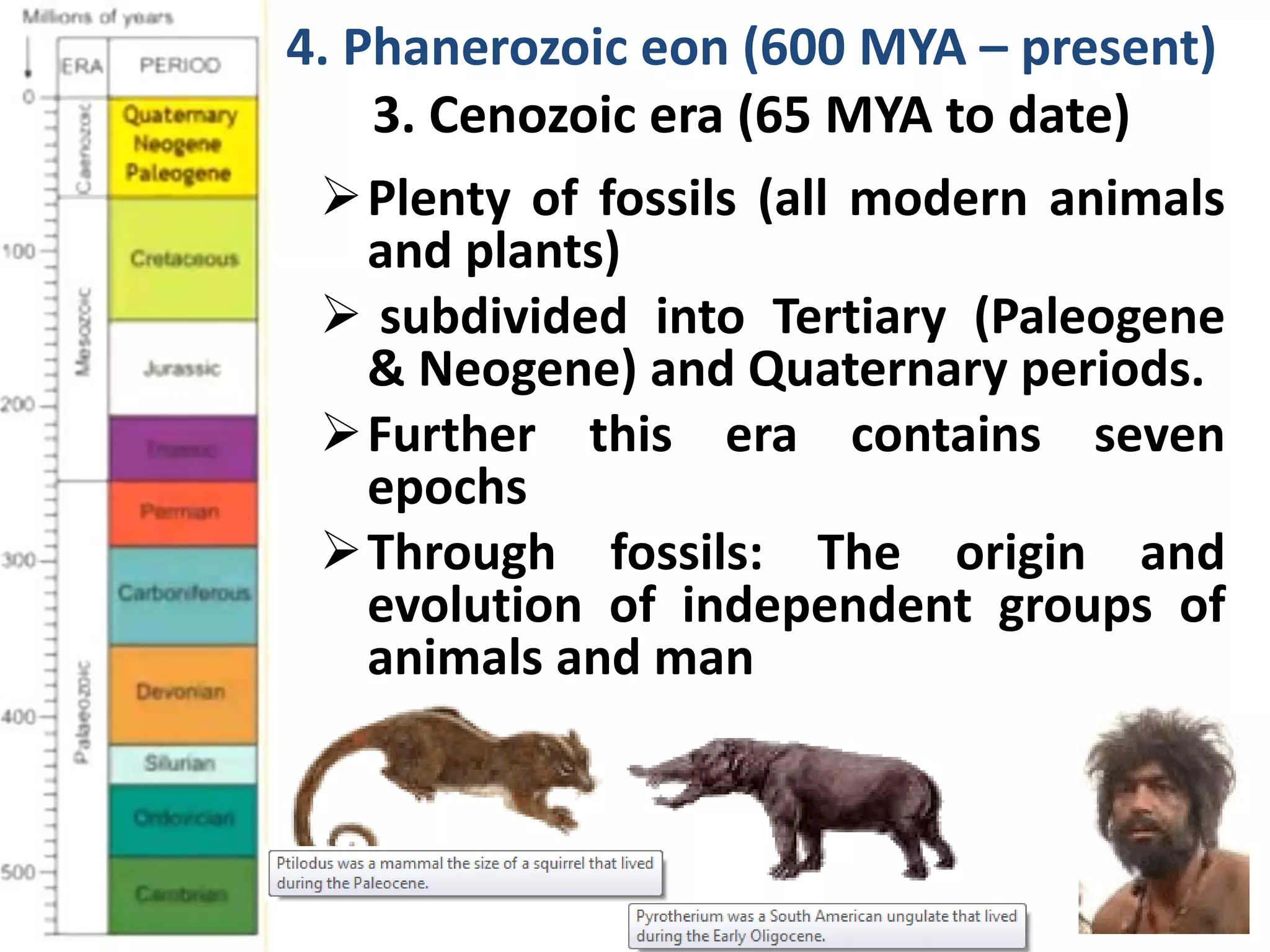 Plenty of fossils (all modern animals
and plants)
 subdivided into Tertiary (Paleogene
& Neogene) and Quaternary periods.
Further this era contains seven
epochs
Through fossils: The origin and
evolution of independent groups of
animals and man
4. Phanerozoic eon (600 MYA – present)
3. Cenozoic era (65 MYA to date)
 