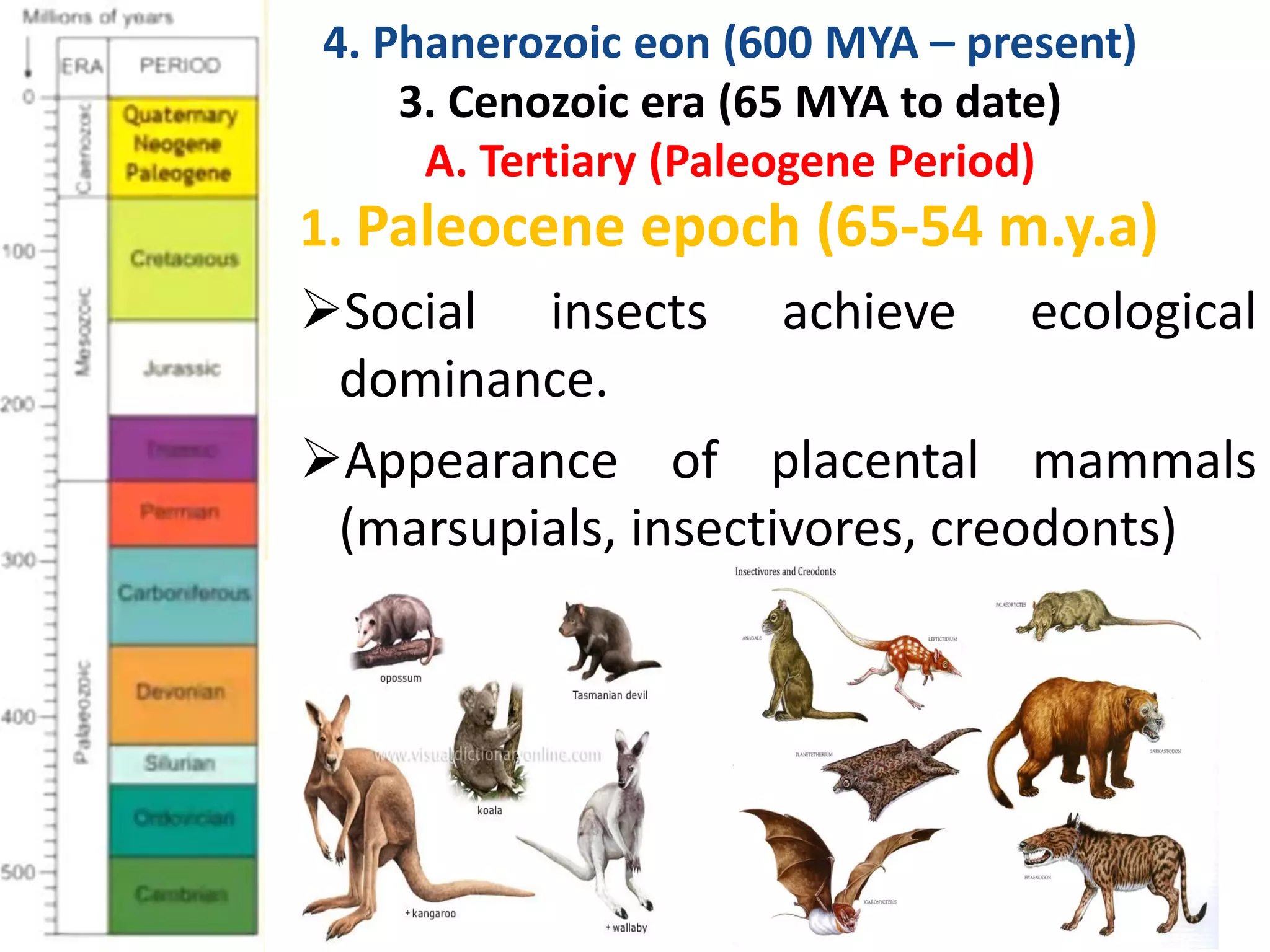 1. Paleocene epoch (65-54 m.y.a)
Social insects achieve ecological
dominance.
Appearance of placental mammals
(marsupials, insectivores, creodonts)
4. Phanerozoic eon (600 MYA – present)
3. Cenozoic era (65 MYA to date)
A. Tertiary (Paleogene Period)
 