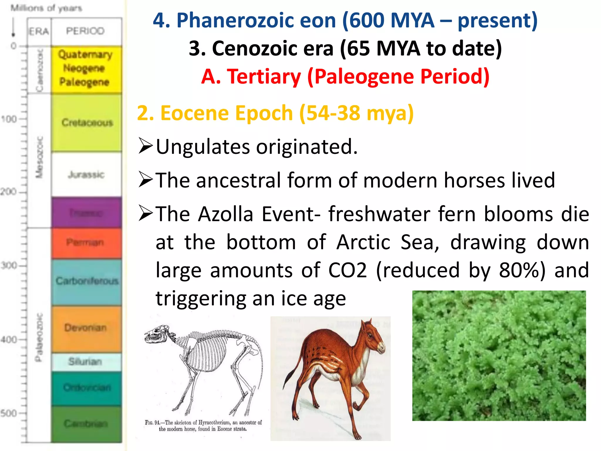 2. Eocene Epoch (54-38 mya)
Ungulates originated.
The ancestral form of modern horses lived
The Azolla Event- freshwater fern blooms die
at the bottom of Arctic Sea, drawing down
large amounts of CO2 (reduced by 80%) and
triggering an ice age
4. Phanerozoic eon (600 MYA – present)
3. Cenozoic era (65 MYA to date)
A. Tertiary (Paleogene Period)
 