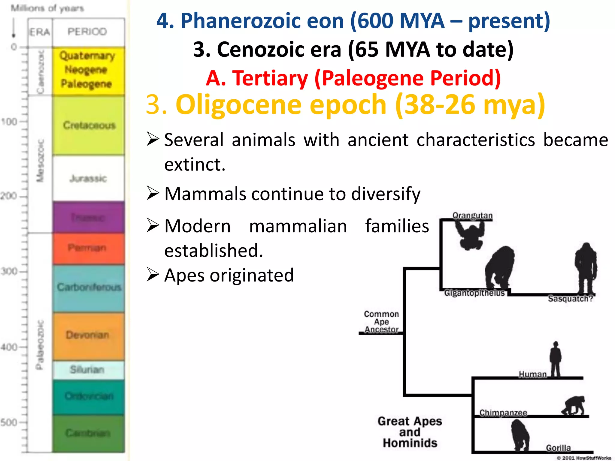 3. Oligocene epoch (38-26 mya)
Several animals with ancient characteristics became
extinct.
Mammals continue to diversify
4. Phanerozoic eon (600 MYA – present)
3. Cenozoic era (65 MYA to date)
A. Tertiary (Paleogene Period)
Modern mammalian families
established.
Apes originated
 