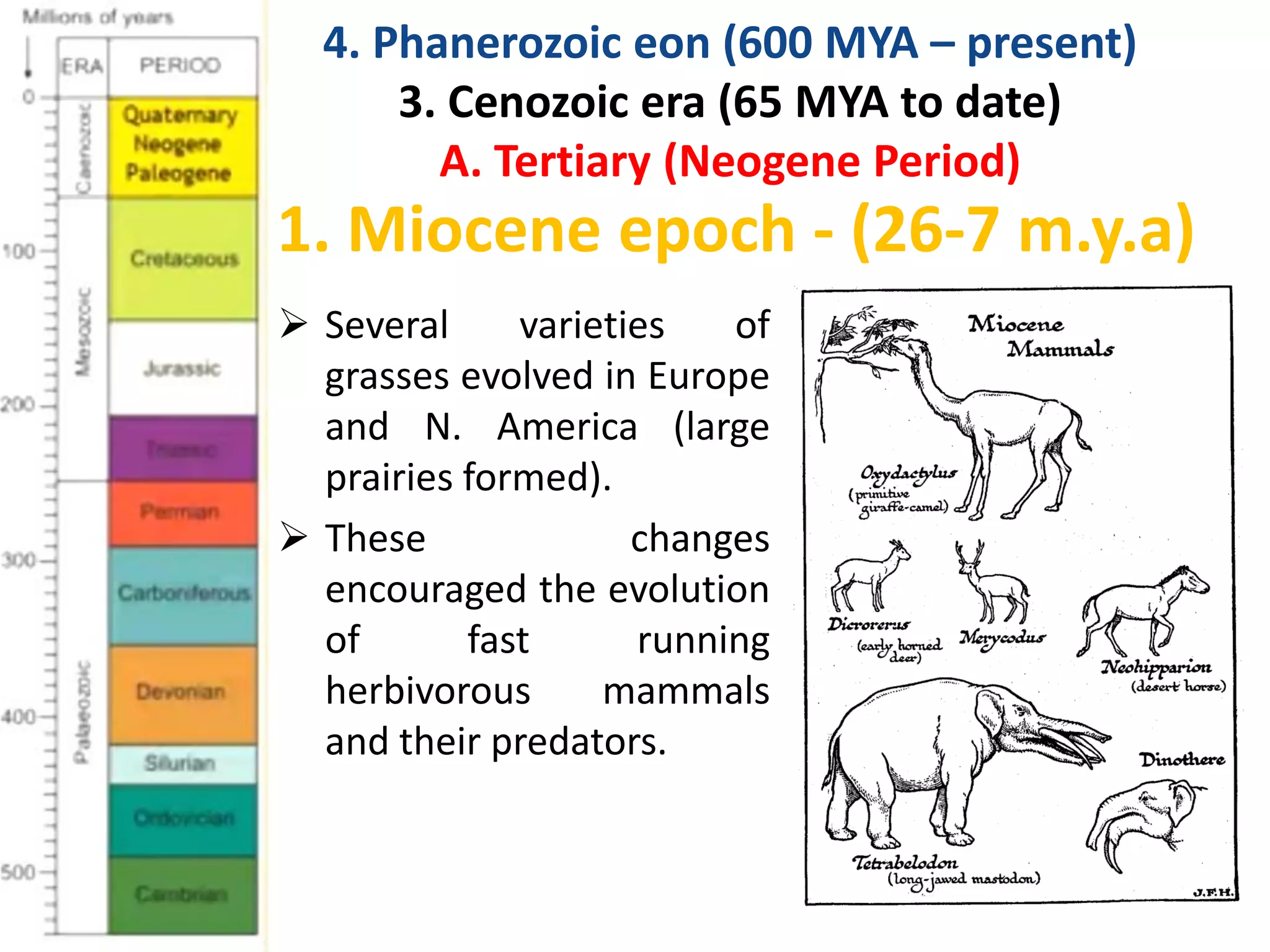 1. Miocene epoch - (26-7 m.y.a)
 Several varieties of
grasses evolved in Europe
and N. America (large
prairies formed).
 These changes
encouraged the evolution
of fast running
herbivorous mammals
and their predators.
4. Phanerozoic eon (600 MYA – present)
3. Cenozoic era (65 MYA to date)
A. Tertiary (Neogene Period)
 