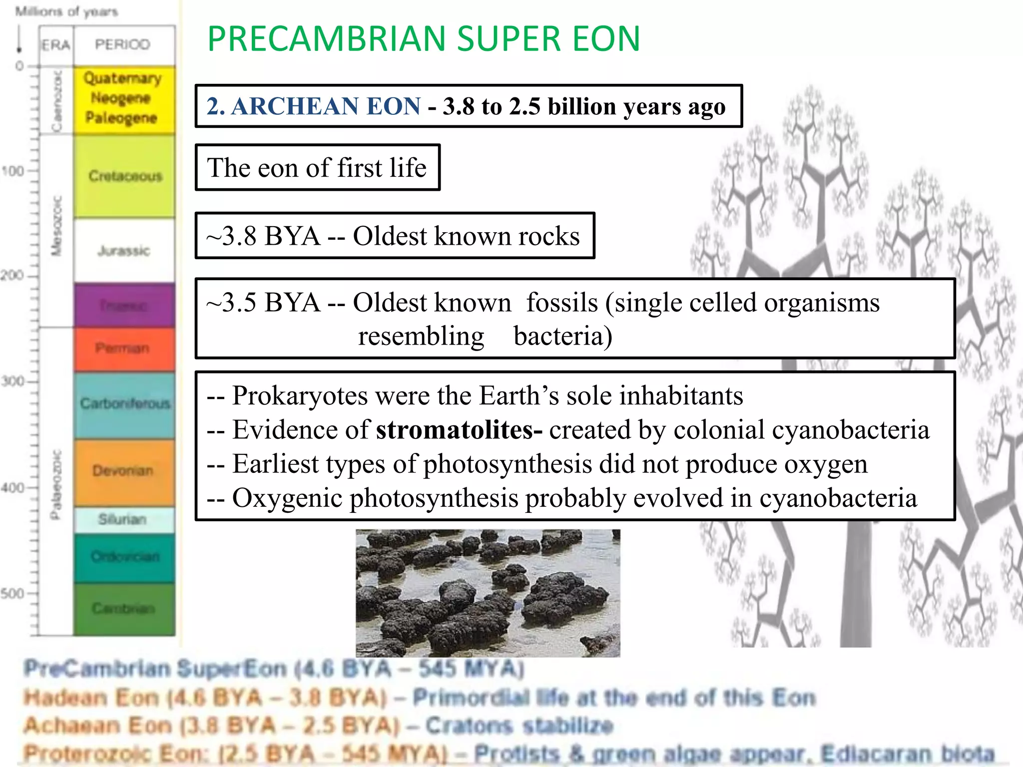 PRECAMBRIAN SUPER EON
2. ARCHEAN EON - 3.8 to 2.5 billion years ago
The eon of first life
~3.8 BYA -- Oldest known rocks
~3.5 BYA -- Oldest known fossils (single celled organisms
resembling bacteria)
-- Prokaryotes were the Earth’s sole inhabitants
-- Evidence of stromatolites- created by colonial cyanobacteria
-- Earliest types of photosynthesis did not produce oxygen
-- Oxygenic photosynthesis probably evolved in cyanobacteria
 