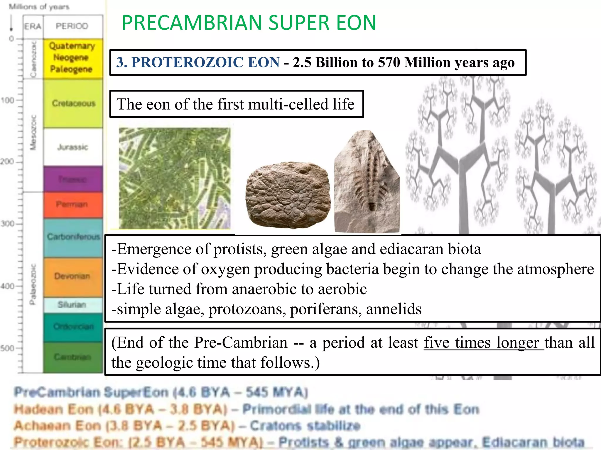 PRECAMBRIAN SUPER EON
3. PROTEROZOIC EON - 2.5 Billion to 570 Million years ago
The eon of the first multi-celled life
-Emergence of protists, green algae and ediacaran biota
-Evidence of oxygen producing bacteria begin to change the atmosphere
-Life turned from anaerobic to aerobic
-simple algae, protozoans, poriferans, annelids
(End of the Pre-Cambrian -- a period at least five times longer than all
the geologic time that follows.)
 