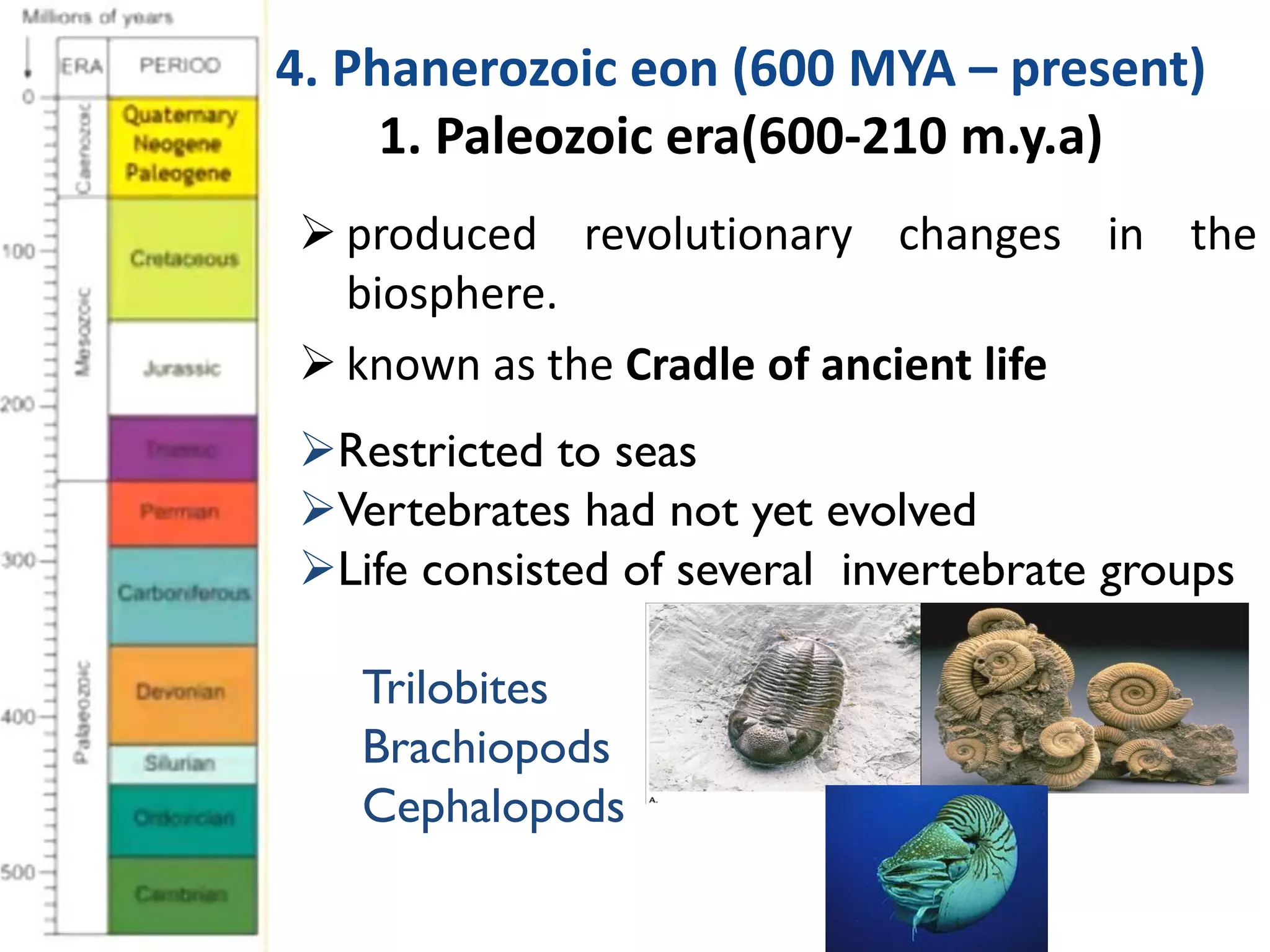  produced revolutionary changes in the
biosphere.
 known as the Cradle of ancient life
Restricted to seas
Vertebrates had not yet evolved
Life consisted of several invertebrate groups
Trilobites
Brachiopods
Cephalopods
4. Phanerozoic eon (600 MYA – present)
1. Paleozoic era(600-210 m.y.a)
 